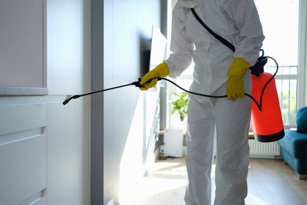 Attic Mold Removal in Bayfield, CO