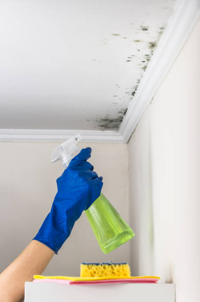 Mold Testing and Removal in Bayfield, CO